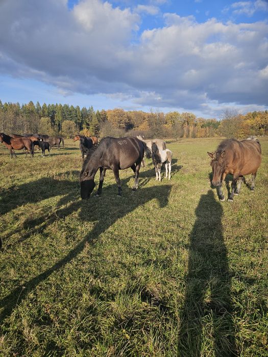 Klacz huculska z programu ochrony zasobów genetycznych