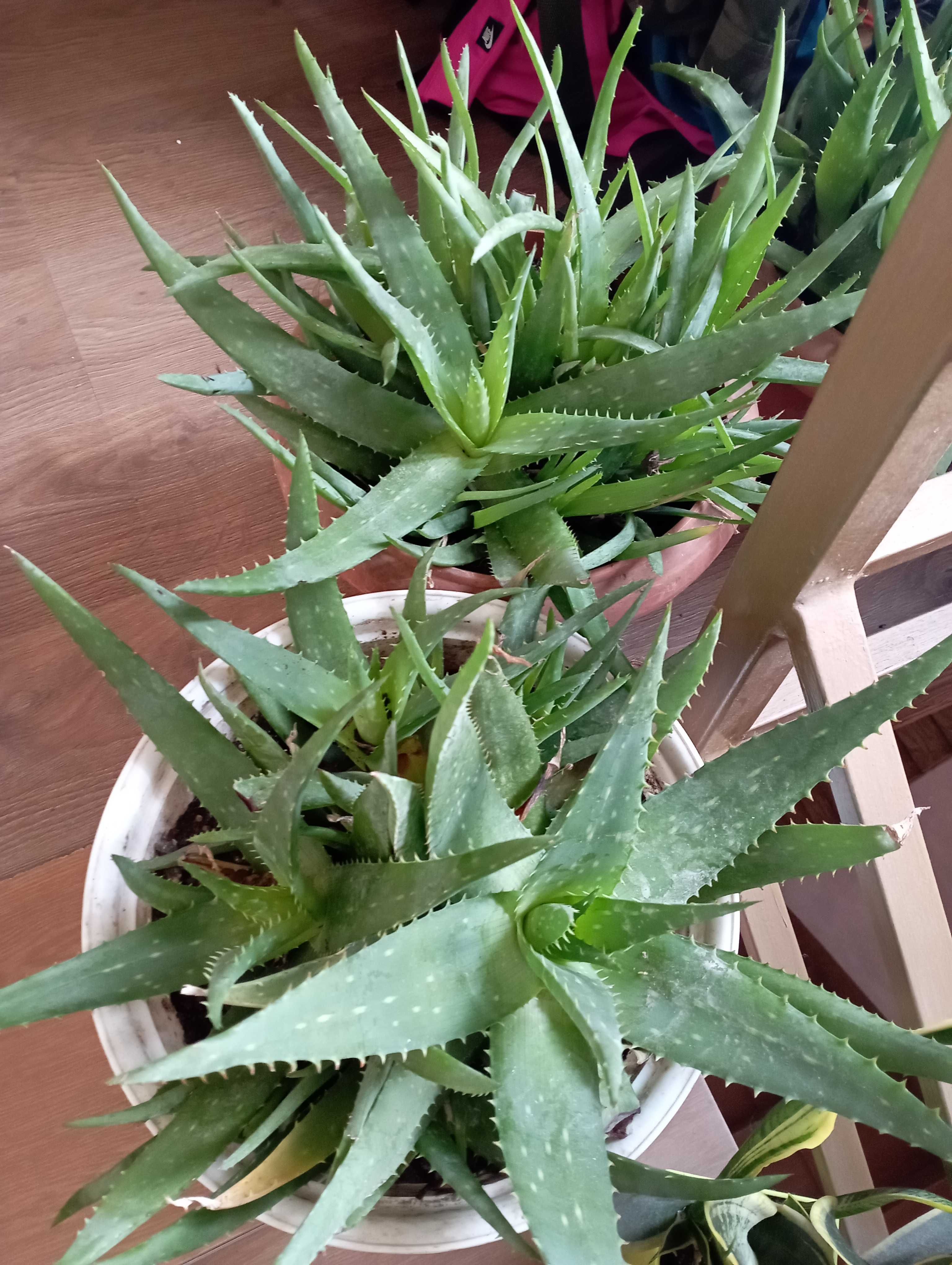 Aloes posiadam 3 sztuki