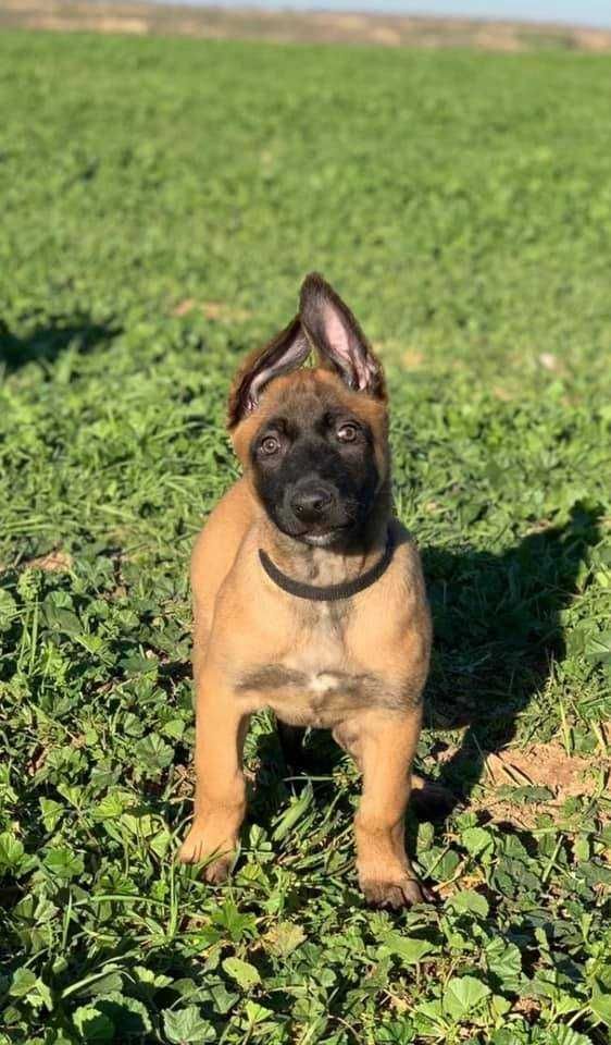 Filhote Pastor Belga Malinois com bom LOP-pedigree