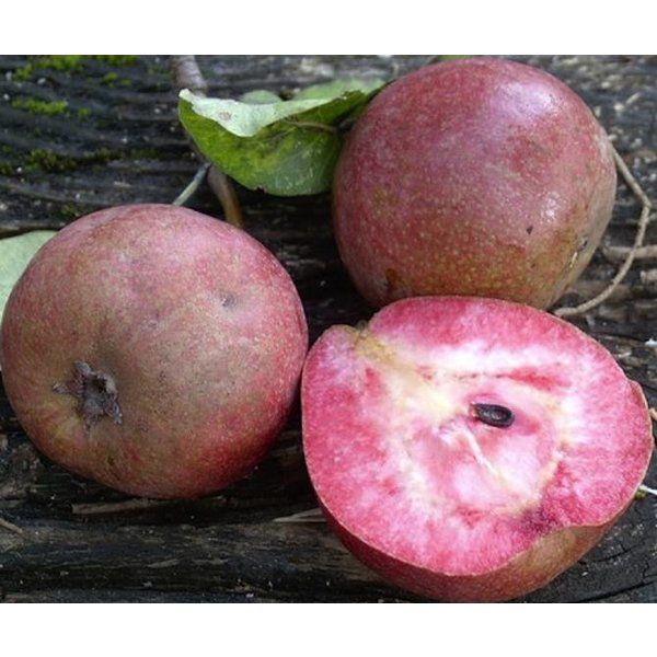 Pêra de carne Vermelha - SUPER DOCE - Planta viva