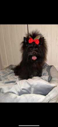 Samiec yorkshire terrier black