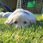 Golden Retriever FCI po Championie