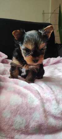 Yorkshire Terrier Mini mini Chłopczyk