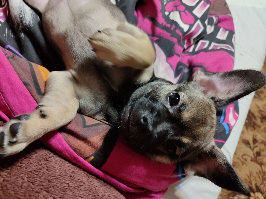 Продам девочку французский бульдог с пекинесом