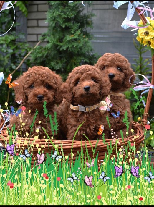 Пуделята неймовірні малята