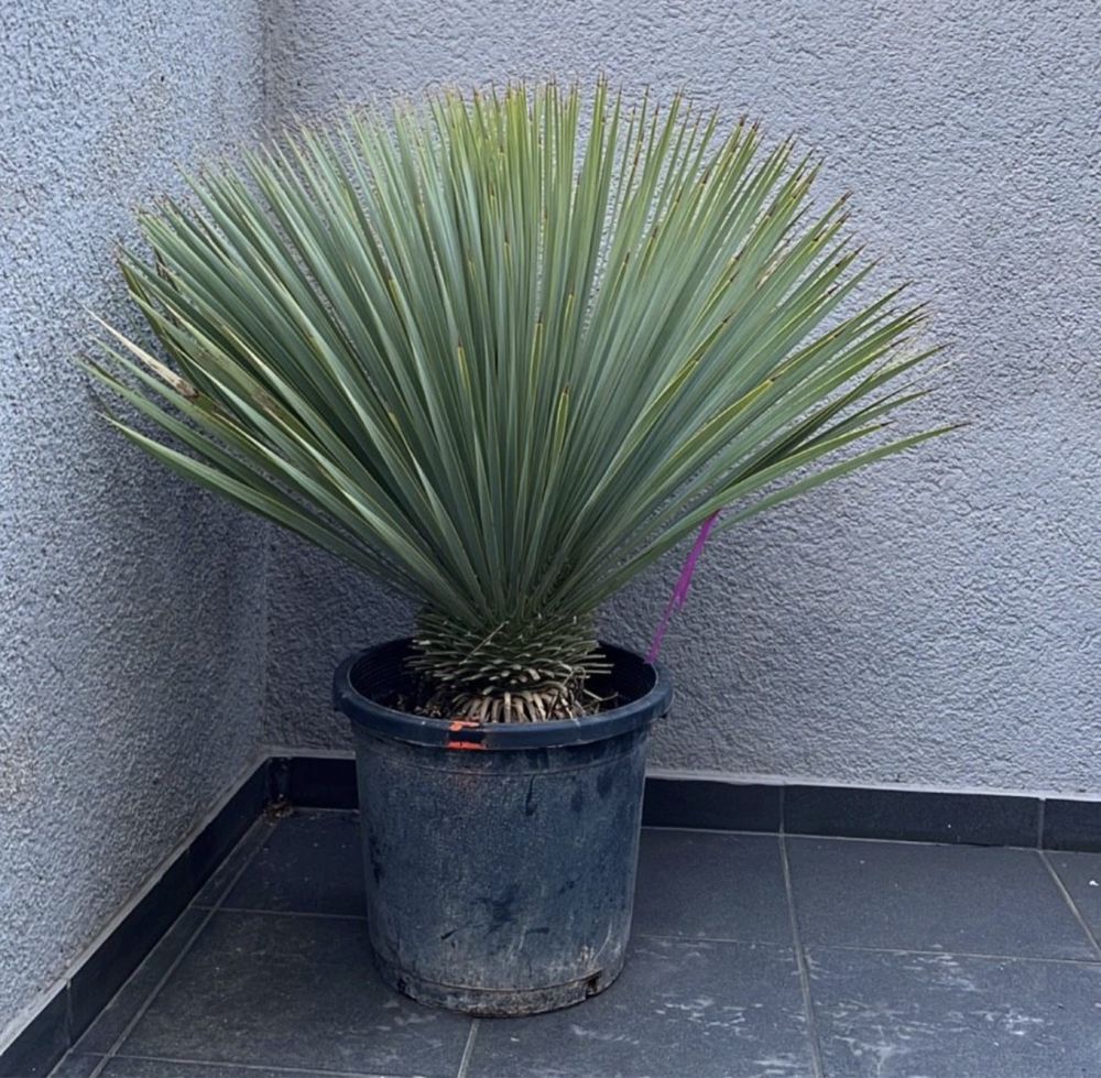 Mrozoodporna Yucca Rostata Juka