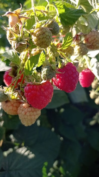 Малина красная  ранняя ремонтантная  сорта , Брусвяна.