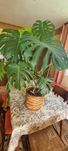 Sprzedam kwiat Monstera 120cm