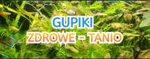 Gupiki - pawie oczko - ryba akwariowa