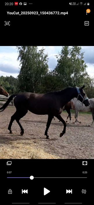 Pilne! Młoda Klacz trakenska niemieckiej hodowli