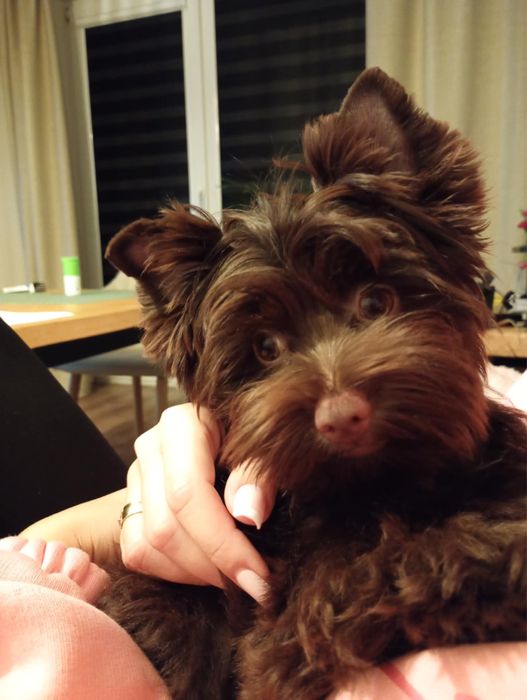 York Terrier czekoladowy