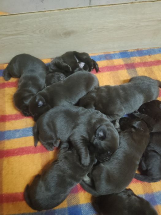 Labrador czekoladowy z rodowodem