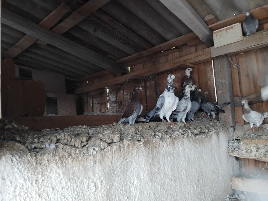 Gołębie staropolskie