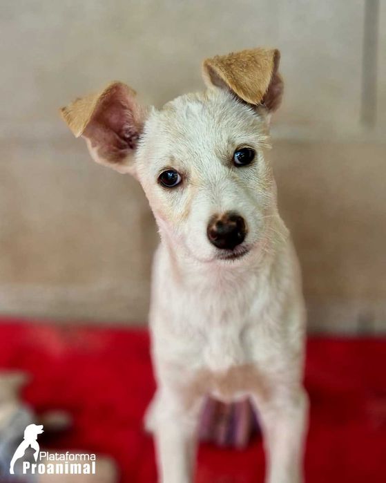 MARFIM - Cãozinho Bebe para Adoção