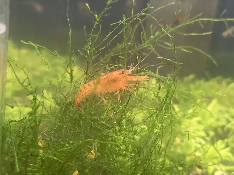 Raczek CPO ( Cambarellus Patzcuarensis Orange)