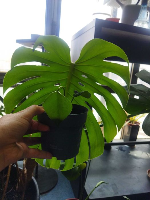 Монстера Делікатесна ліана Monstera deliciosa