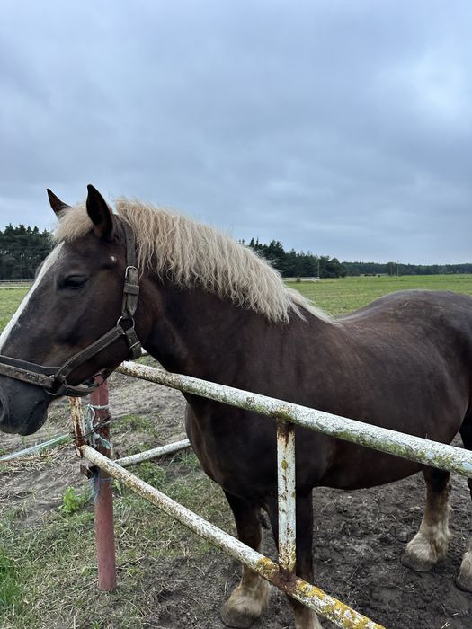 Sprzedam klacz zimnokrwistą