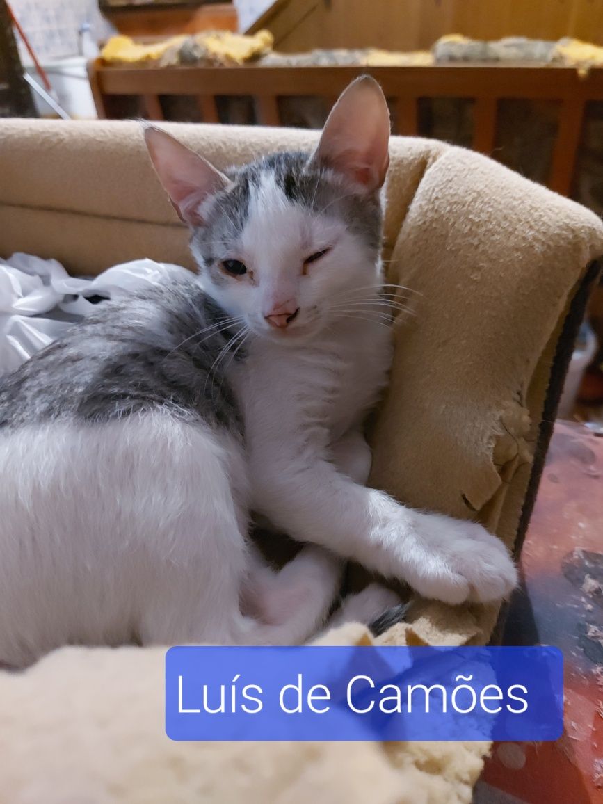 Gatinhos bebés para adoção