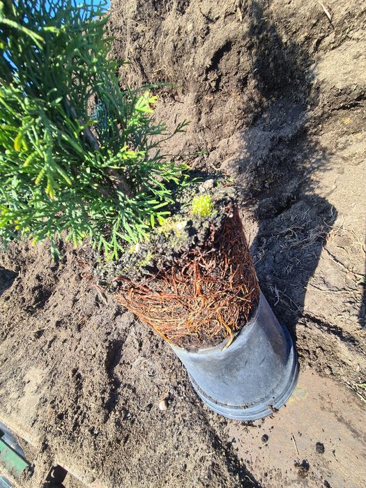 PROMOCJA! Szmaragd Thuja occidentalis Żywotnik zachodni 110cm!