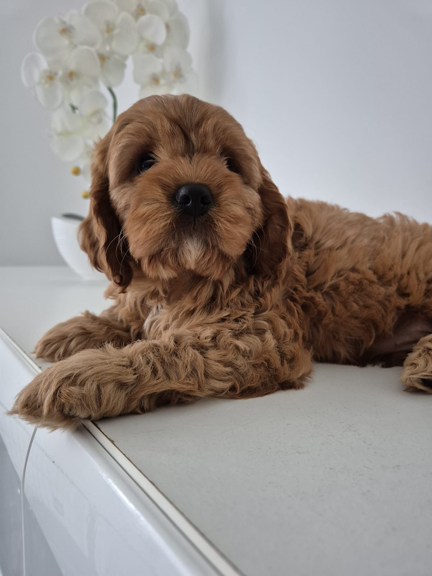 Piesek Cavapoo F1 Cavalier & Pudel