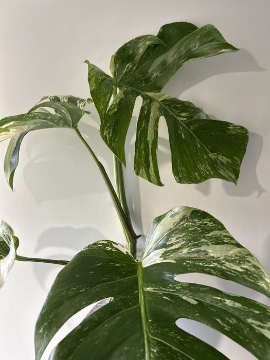 Monstera Albo variegata