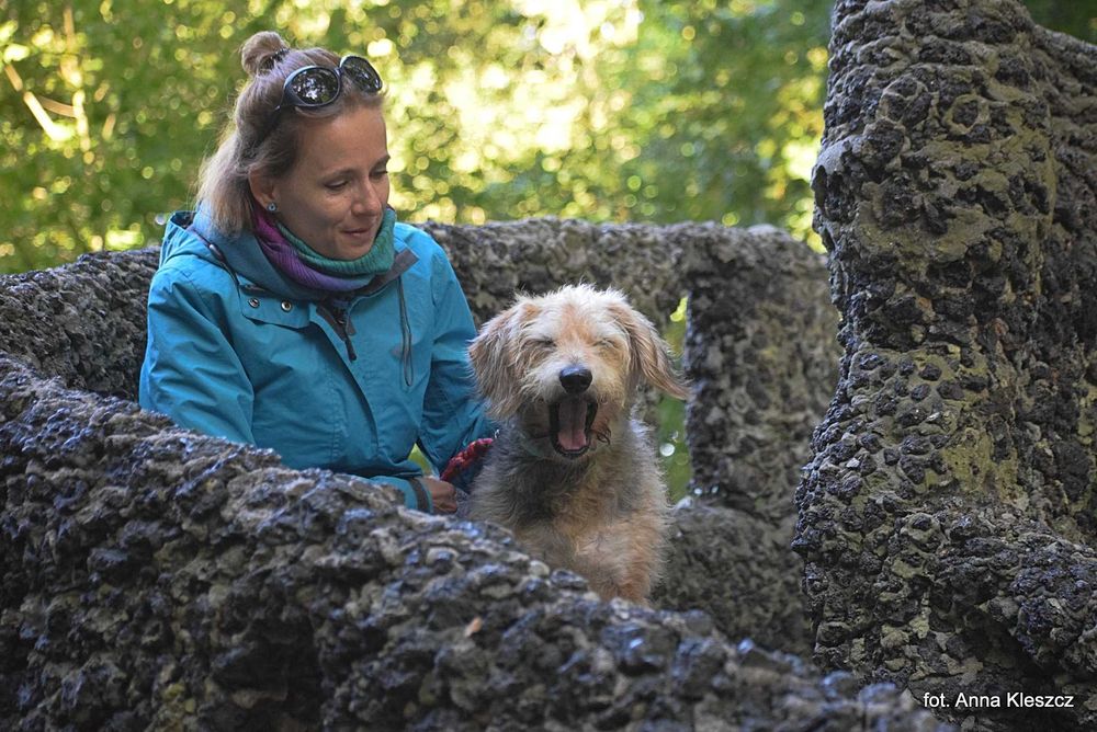 Taco – 10-letni terier, 17 kg, szuka spokojnego domu