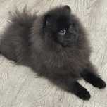 Szpic -Pomeranian
