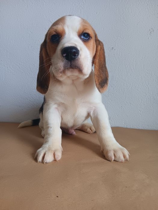 Beagle tricolor  macho