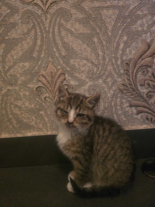 Cztery Koty 2 miesięczne