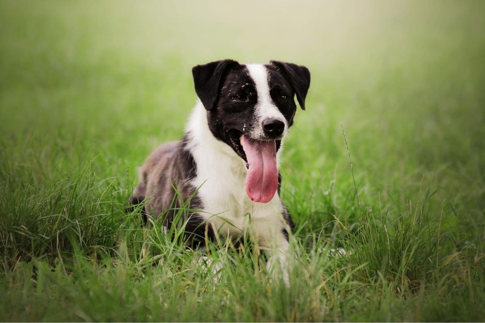 Czarno biały, energiczny pies do adopcji