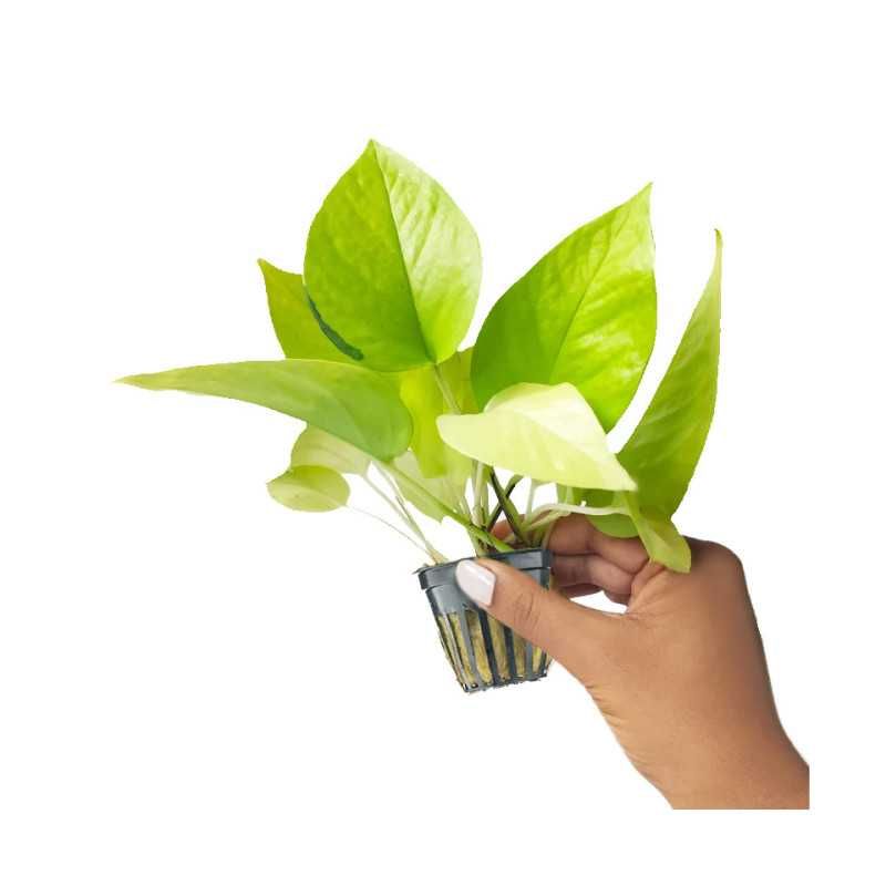 Epipremnum aureum Neon Pothos - Jibóia - Terrários Répteis