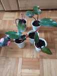 Philodendron 'Pink Princess'
