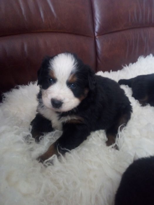 Berneński pies pasterski