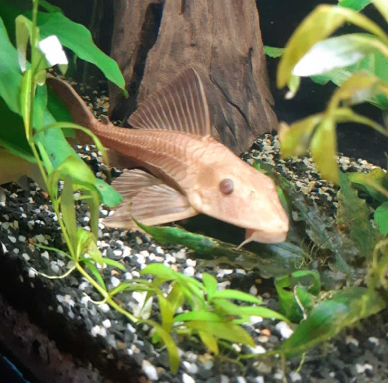 Glonojad plekostomus ALBINOS - Hypostomus plecostomus - dowóz, wysyłka