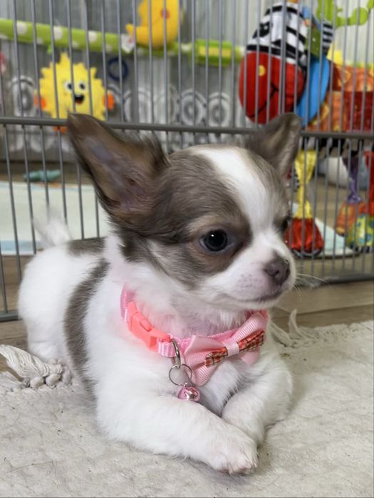 ZAREZERWOWANA– Chanel, piękna długowłosa sunia