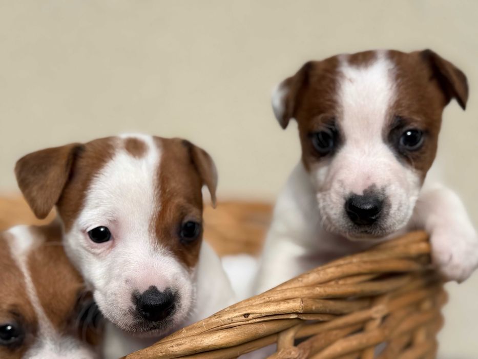 Jack Russell Terrier od # Smartie Jacks # MALE Jack parents FCI/ZKwP