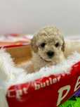 Bichpoo/Maltipoo/Poochon do rezerwacji