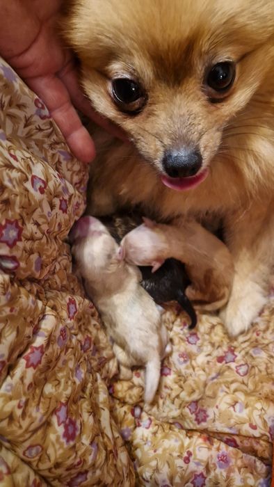 Szpic miniaturowy rezerwacja