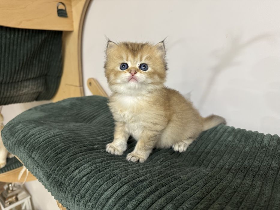 Kot brytyjski kotka FIFe FPL prawdziwy rodowód gwarancja zdrowia