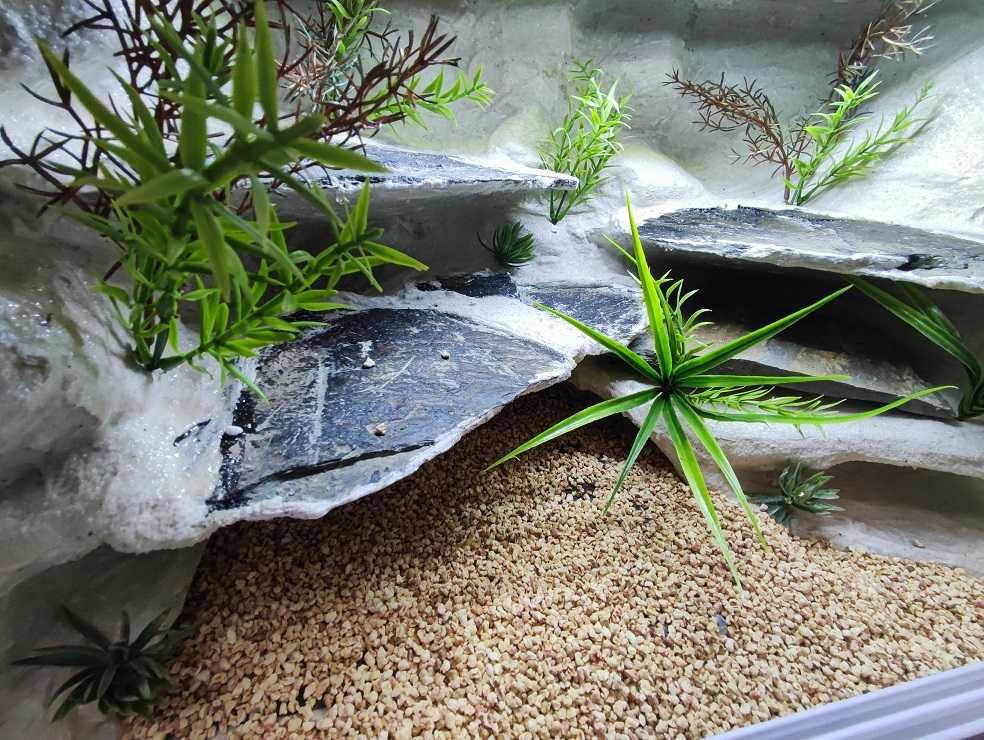 Terrarium pustynne nr618 60/40/40 dla gekona lamparciego NA ZAMÓWIENIE