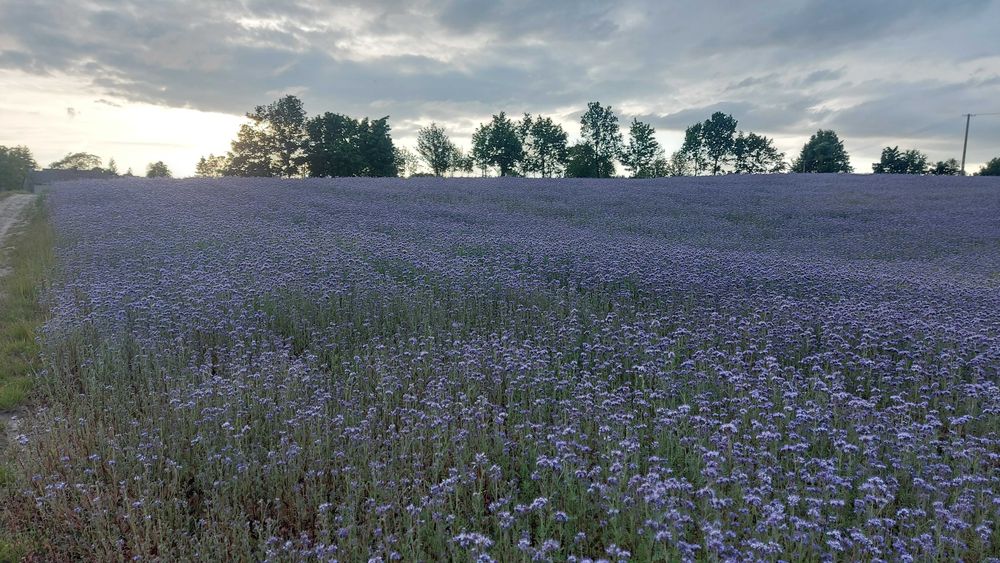 Facelia Nasiona , Poplon , Poplony, miododajna, z 2025r, Ekoschematy