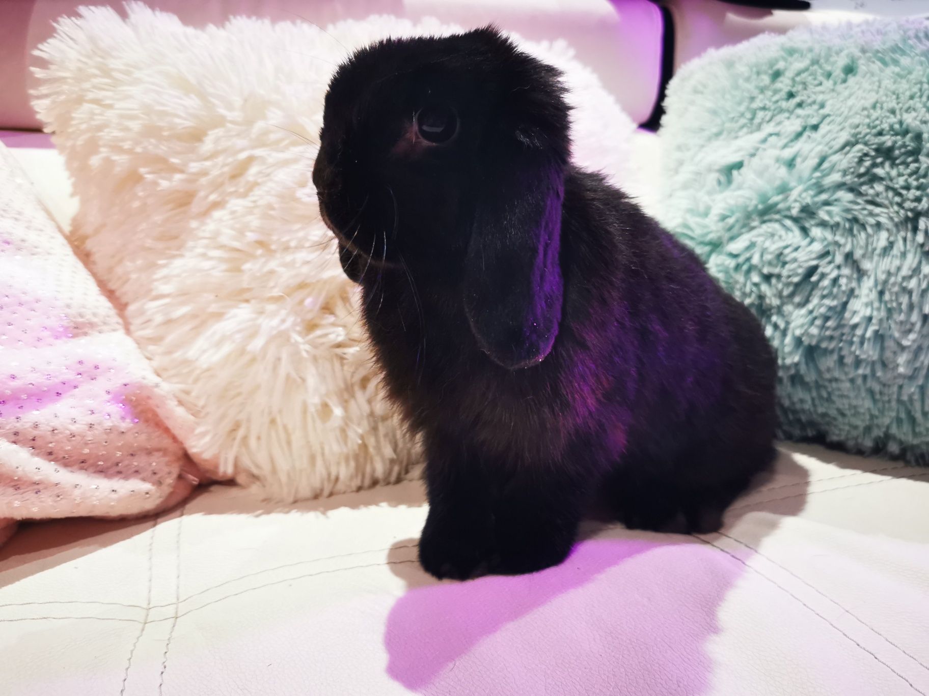 Królik miniaturka mini lop