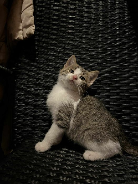 Oddam kotki w dobre ręce