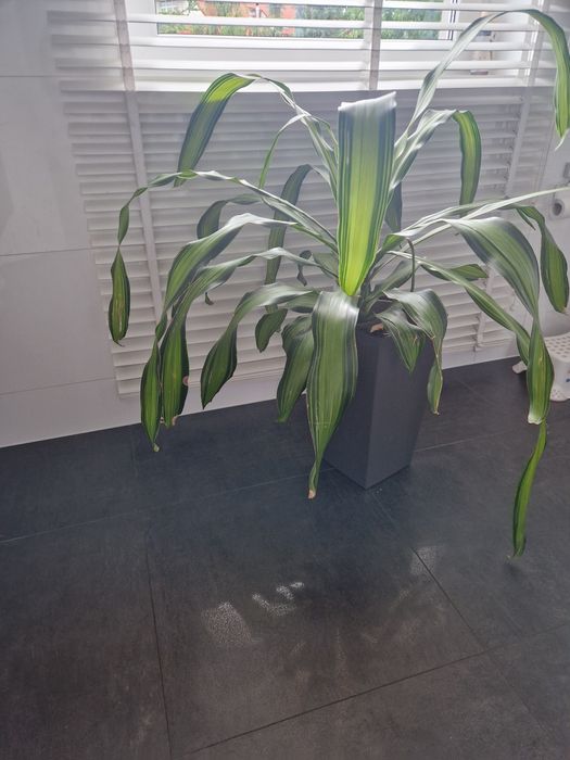 Dracena duży kwiat doniczkowy