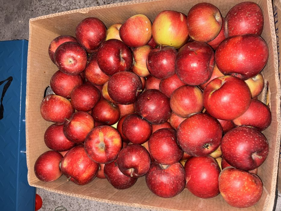 Продам домашні яблука
