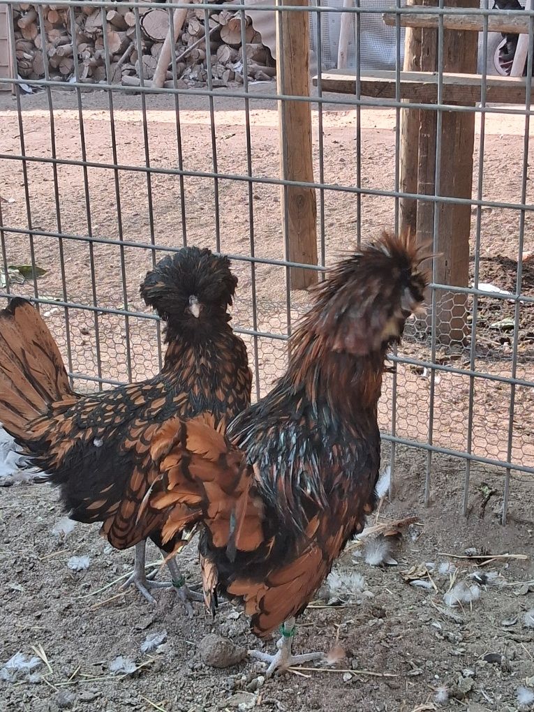 Galo yokoama e casal  de padoanas douradas e cedosas do Japão