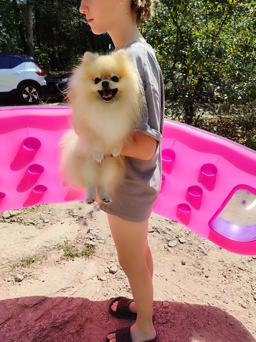 В'язка шпіц vip якість