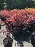 Klon palmowy Atropurpureum ( Acer Palmatum) 3L