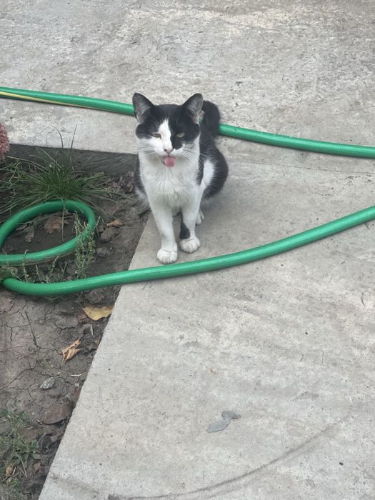 Кот в добрі руки