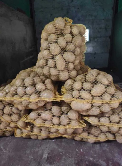 Ziemniaki Gala od rolnika